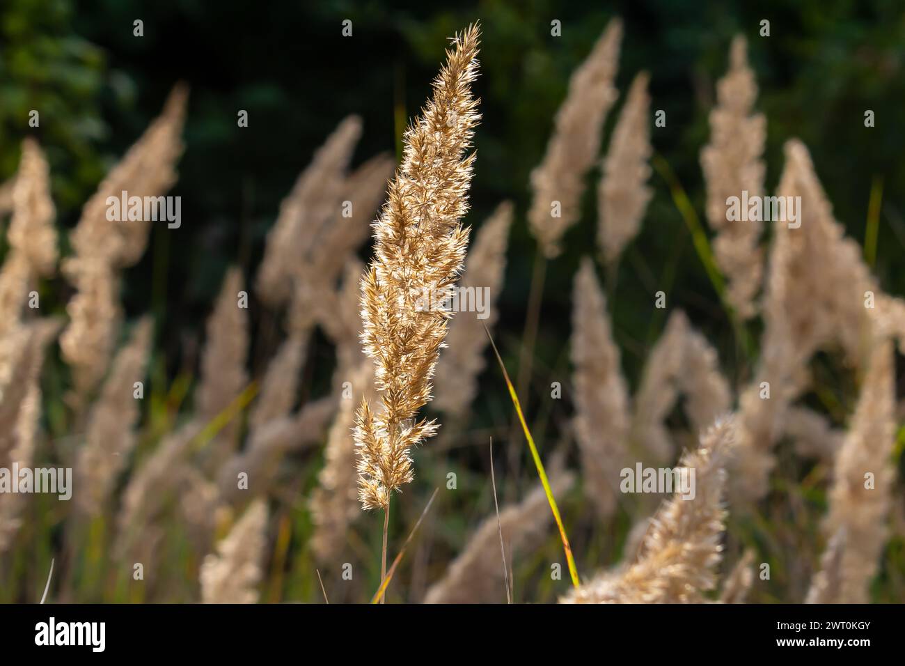 Inflorescence du bois petit roseau Calamagrostis épigejos sur un pré. Banque D'Images