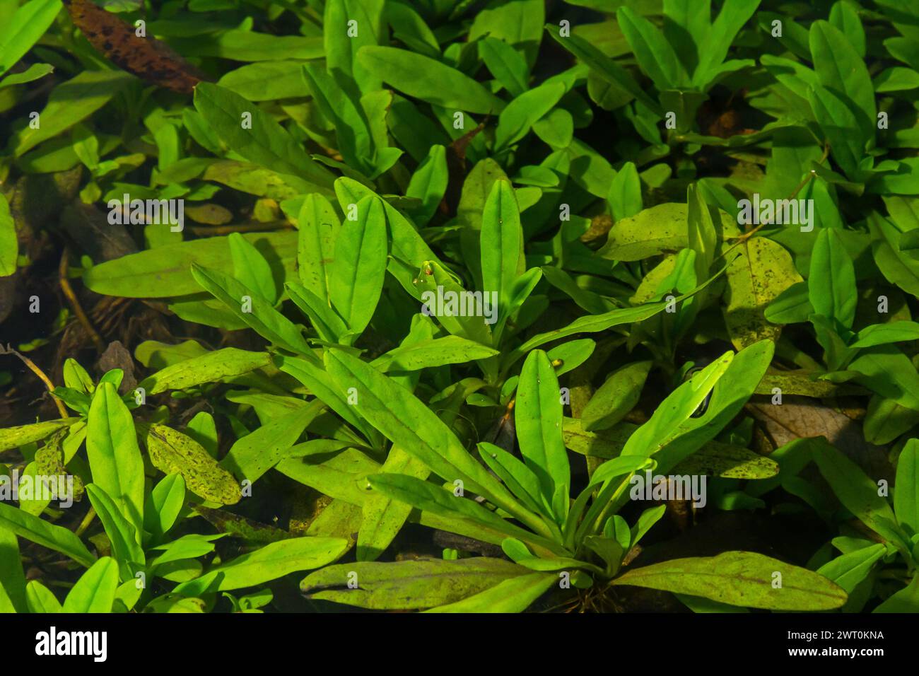 Les algues vertes recouvraient un rocher de granit dans le lit d'une rivière. Fond et texture. Algues marécageuses. Banque D'Images