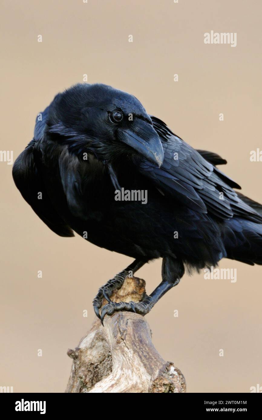 Corbeau commun ( Corvus corax ), gros plan, oiseau curieux et intelligent, regarde en arrière-plan, perché devant un fond propre, la faune, l'Europe. Banque D'Images