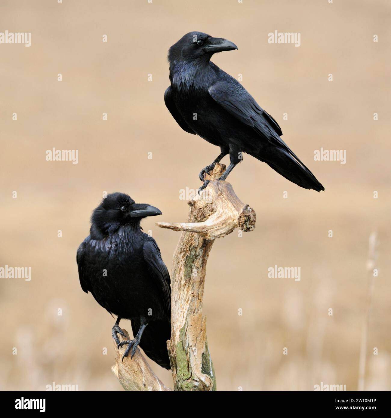 Corbeau commun ( Corvus corax ), deux ensemble, perché sur le reste d'un arbre pourri au-dessus de roseaux dans la zone humide, tournant les têtes, la faune, l'Europe. Banque D'Images