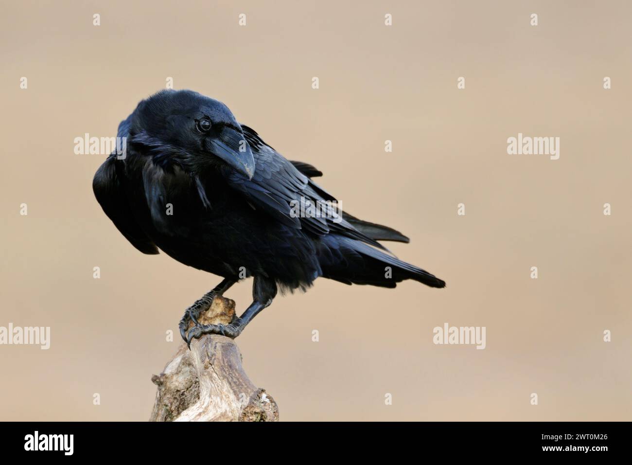 Corbeau commun ( Corvus corax ), gros plan, oiseau curieux et intelligent, regarde en arrière-plan, perché devant un fond propre, la faune, l'Europe. Banque D'Images