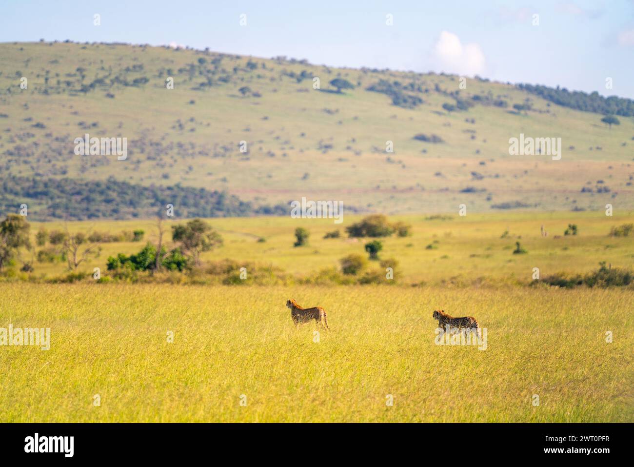 Deux guépards marchent dans la savane du Maasai Mara au Kenya. Banque D'Images