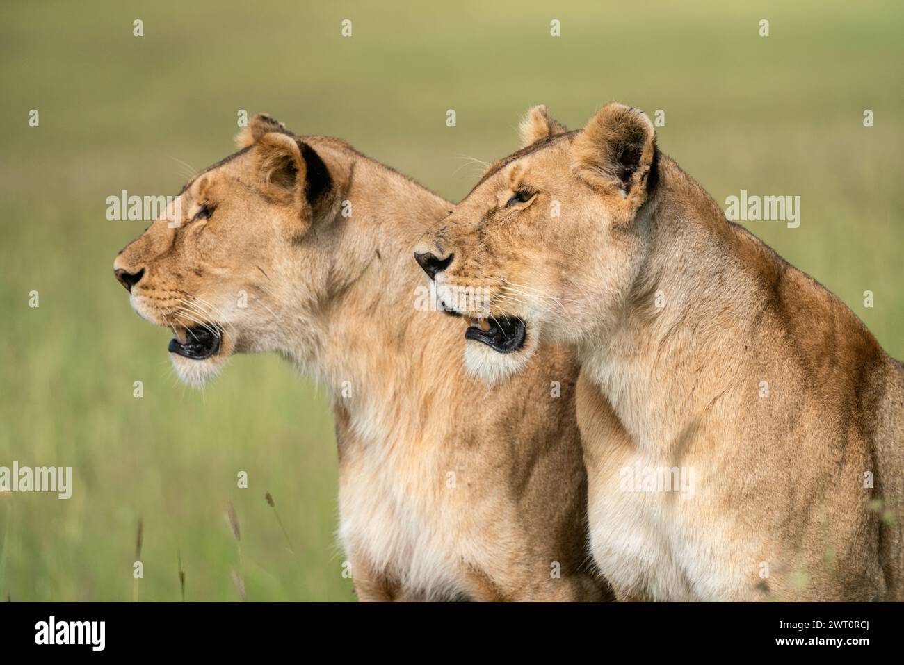 Deux lions femelles chassant dans le Maasai Mara au Kenya. Banque D'Images