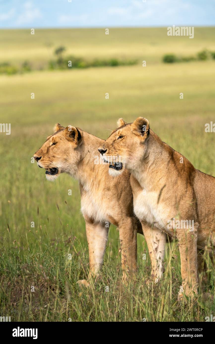 Deux lions femelles chassant dans le Maasai Mara au Kenya. Banque D'Images