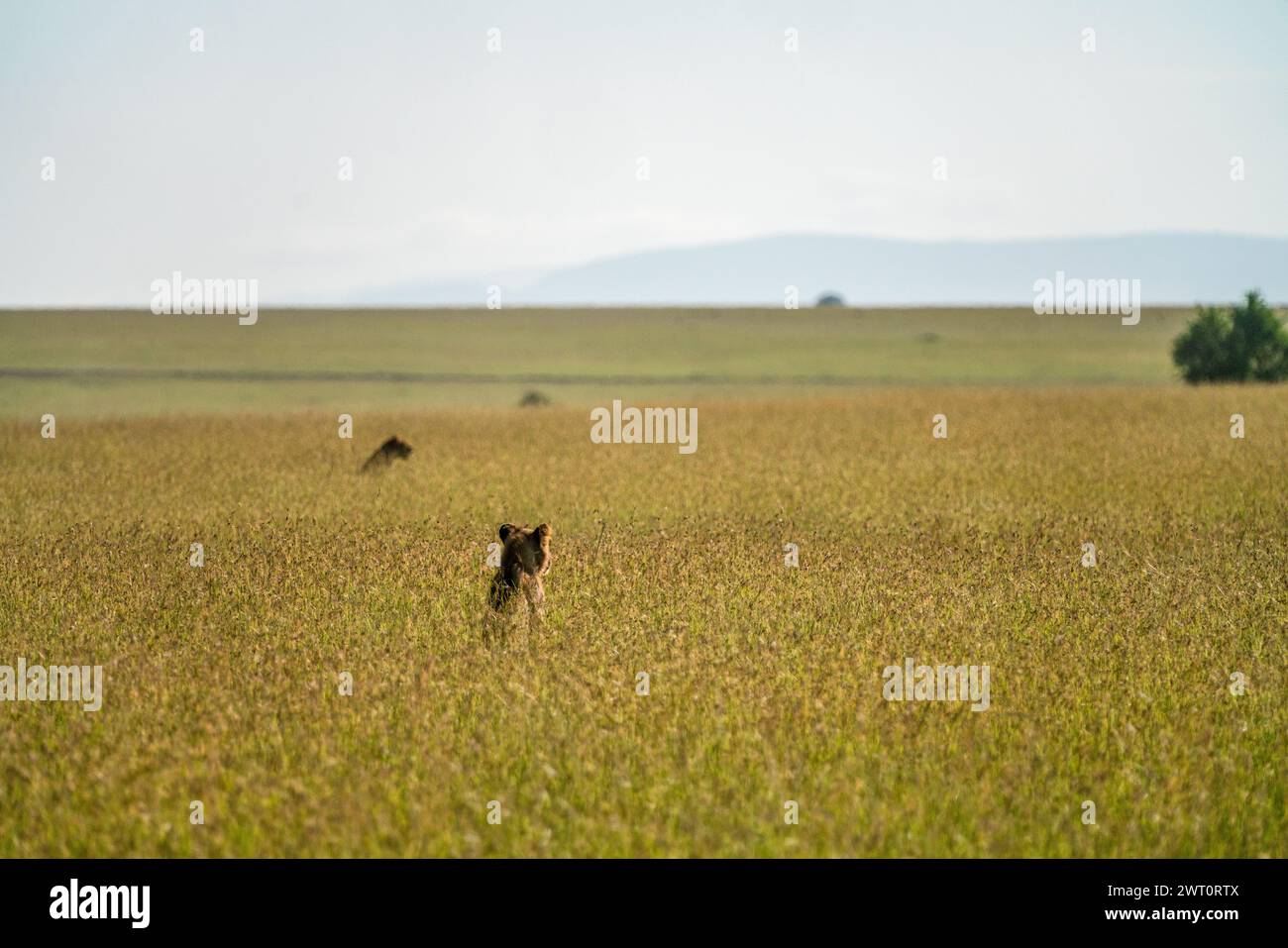 Deux lions chassant dans les hautes herbes dans le Maasai Mara au Kenya Banque D'Images