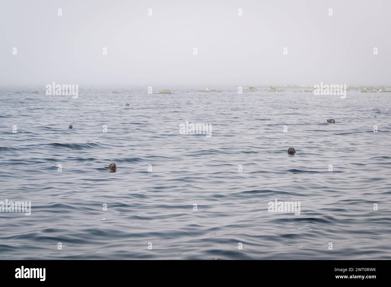 Matin brumeux dans la colonie de phoques gris. Colonie de phoques gris (Halichoerus grypus) sur un haut-fond rocheux de la Baltique. Banque D'Images