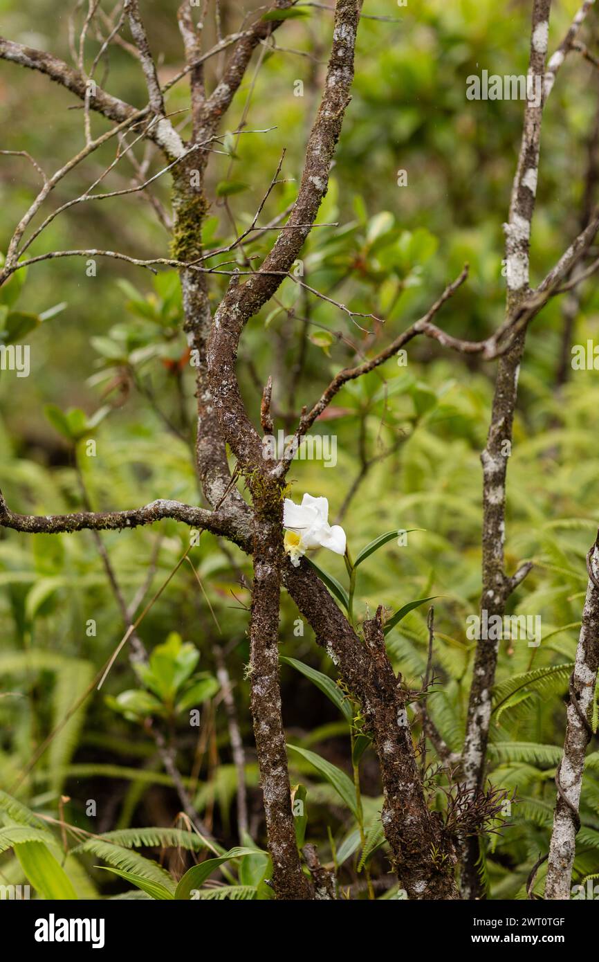 Orchidée blanche solitaire parmi les branches moussues de la Fortuna Banque D'Images