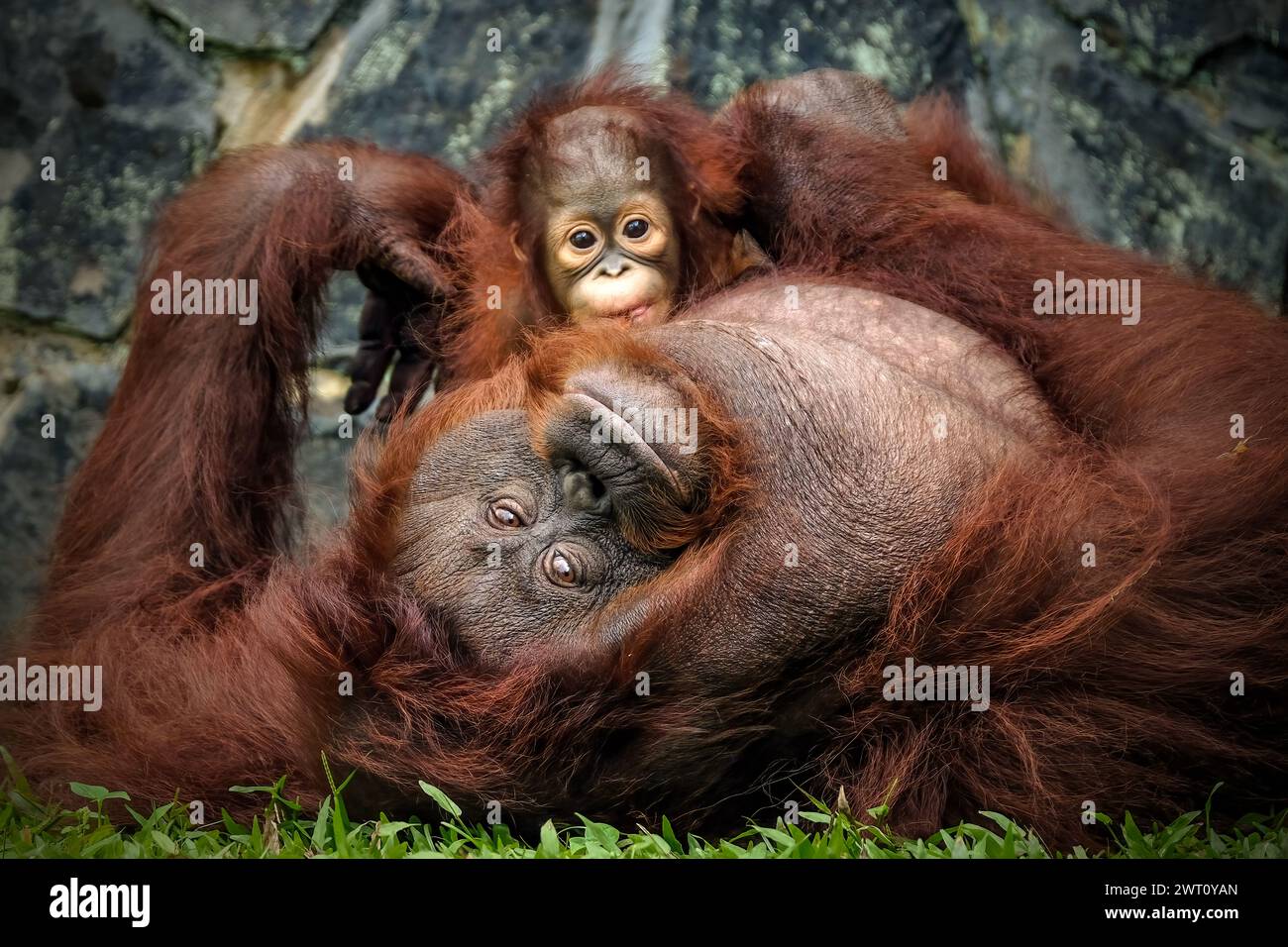 Bébé orang-outan et maman mignon deux animaux Banque D'Images