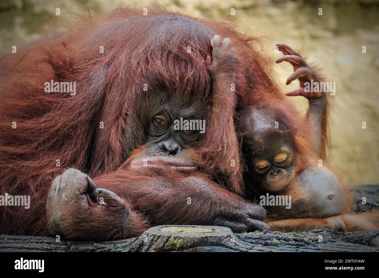 Bébé orang-outan et maman mignon deux animaux Banque D'Images