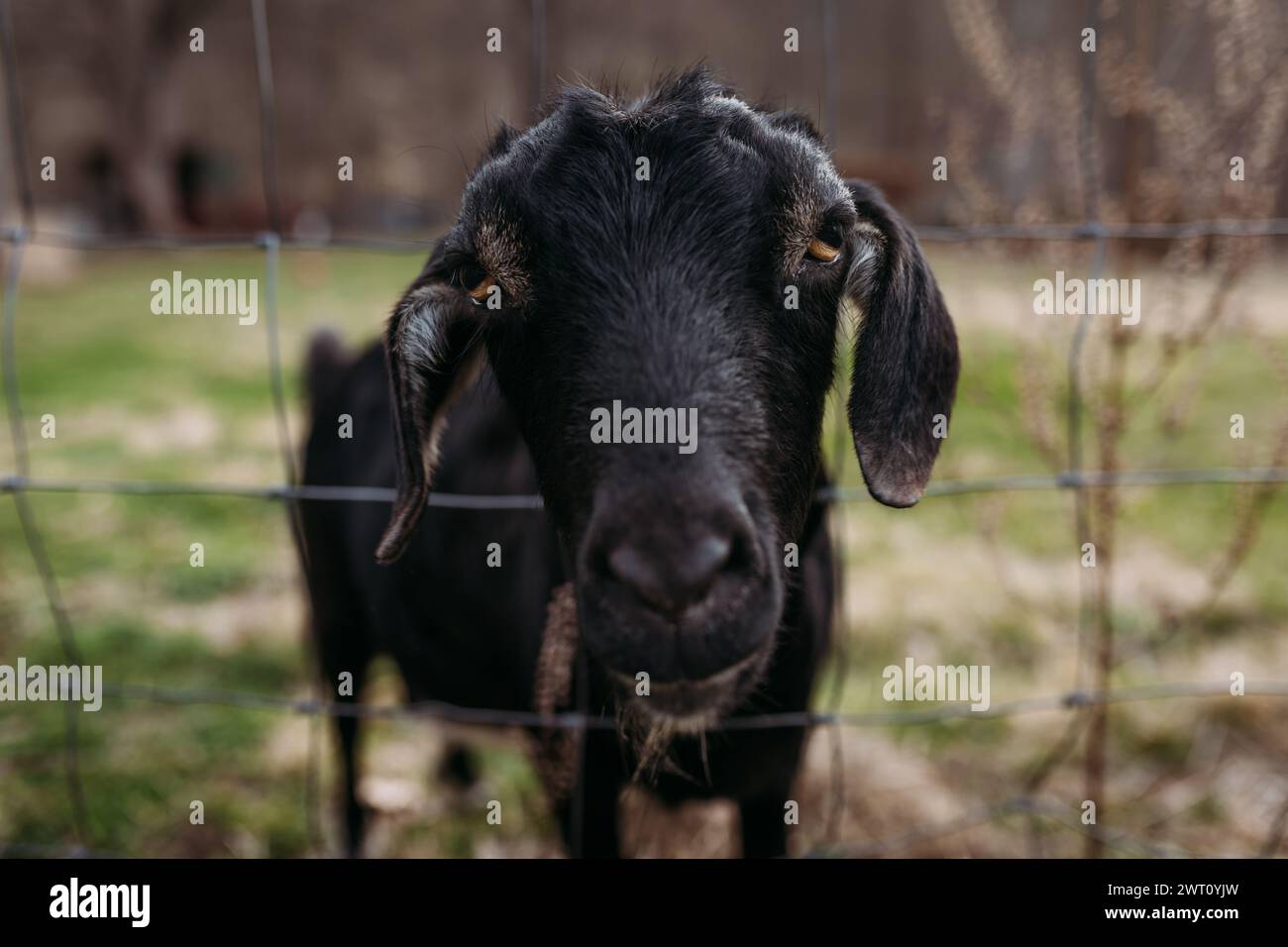 Gros plan de chèvre nubienne noire collant la tête à travers la clôture Banque D'Images