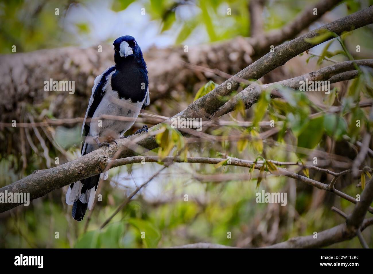 Beauté oiseau cracticus cassicus'Jagal Papua' Banque D'Images