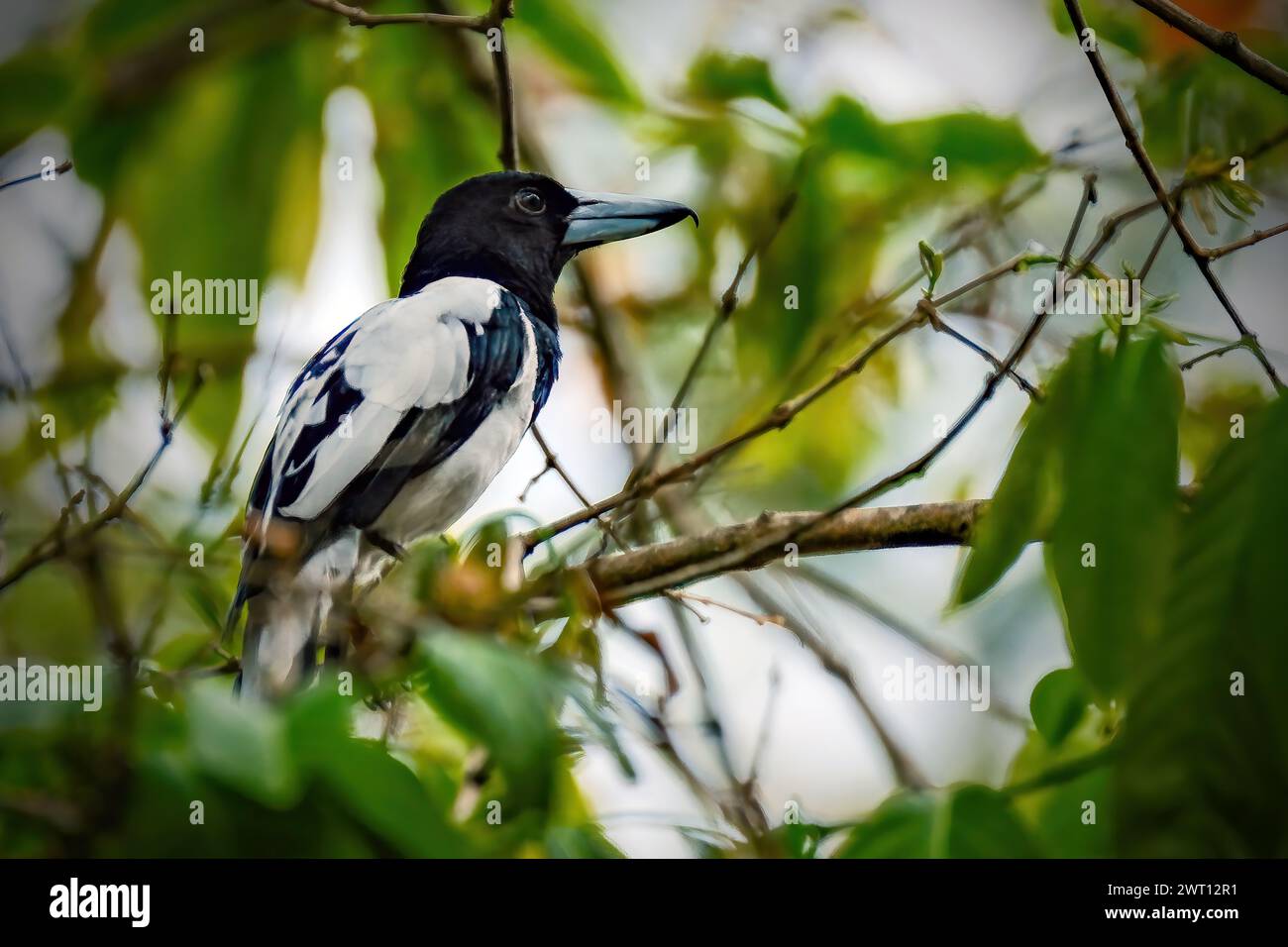 Beauté oiseau cracticus cassicus'Jagal Papua' Banque D'Images