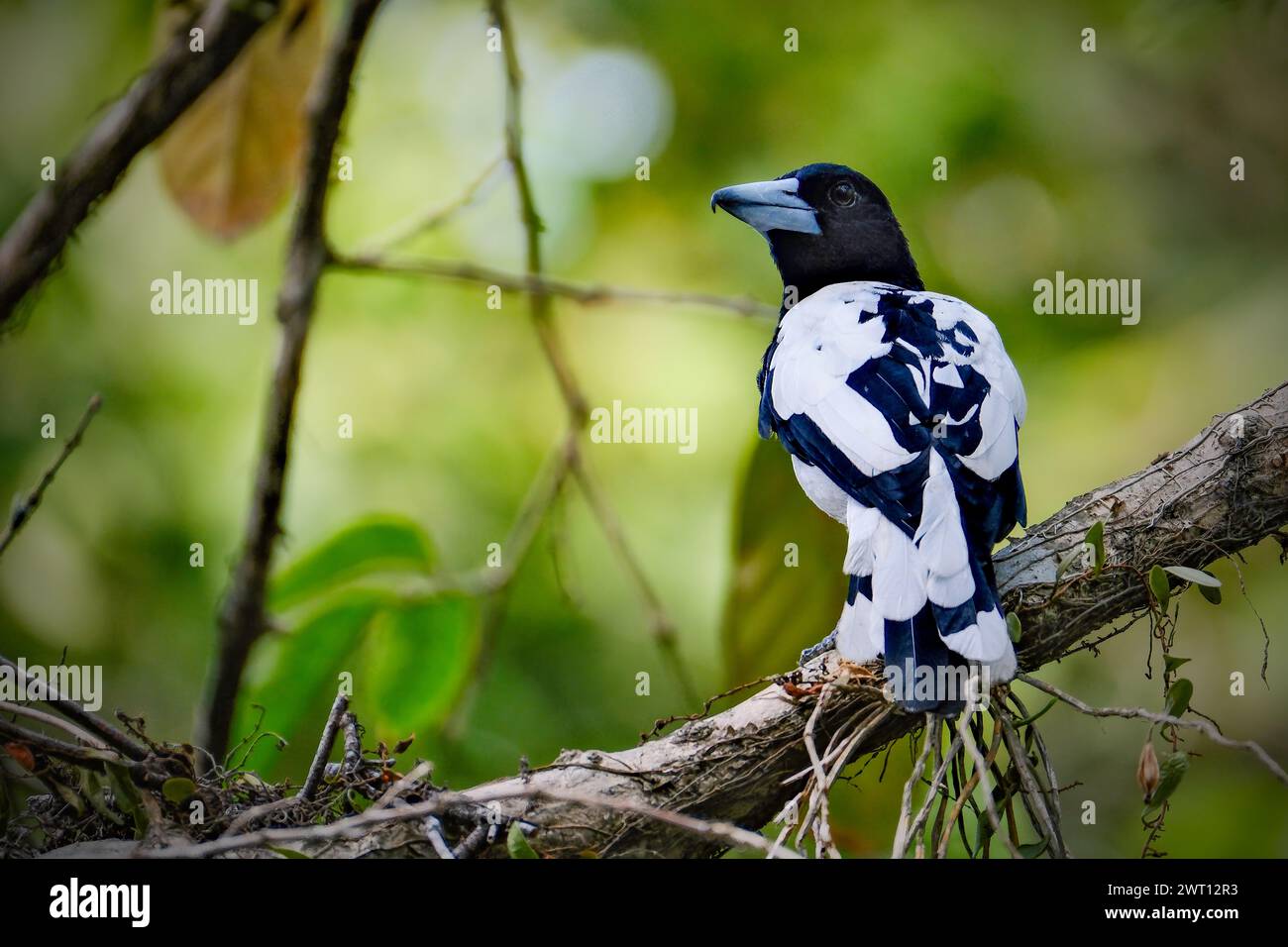 Beauté oiseau cracticus cassicus'Jagal Papua' Banque D'Images