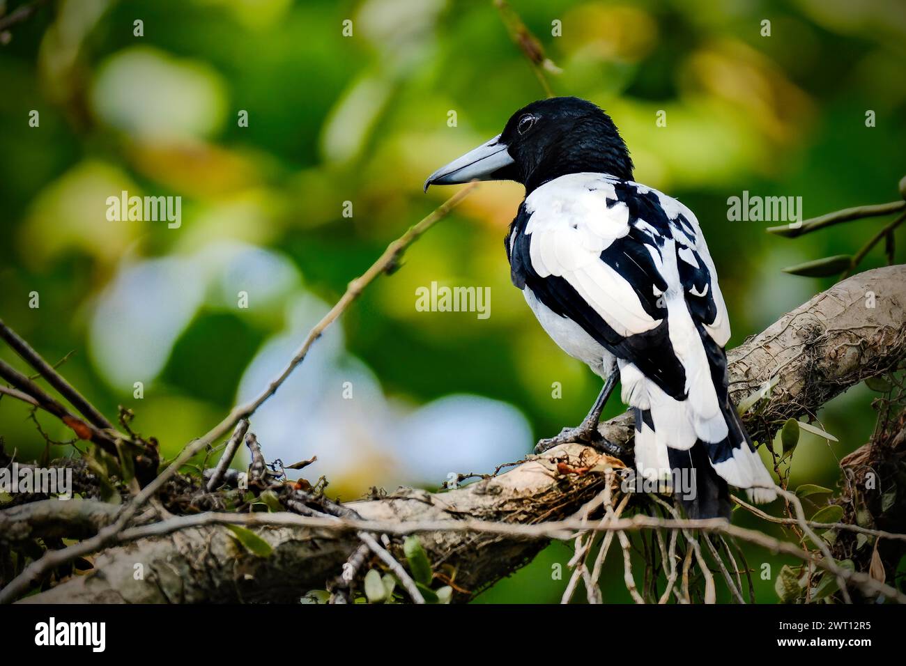 Beauté oiseau cracticus cassicus'Jagal Papua' Banque D'Images