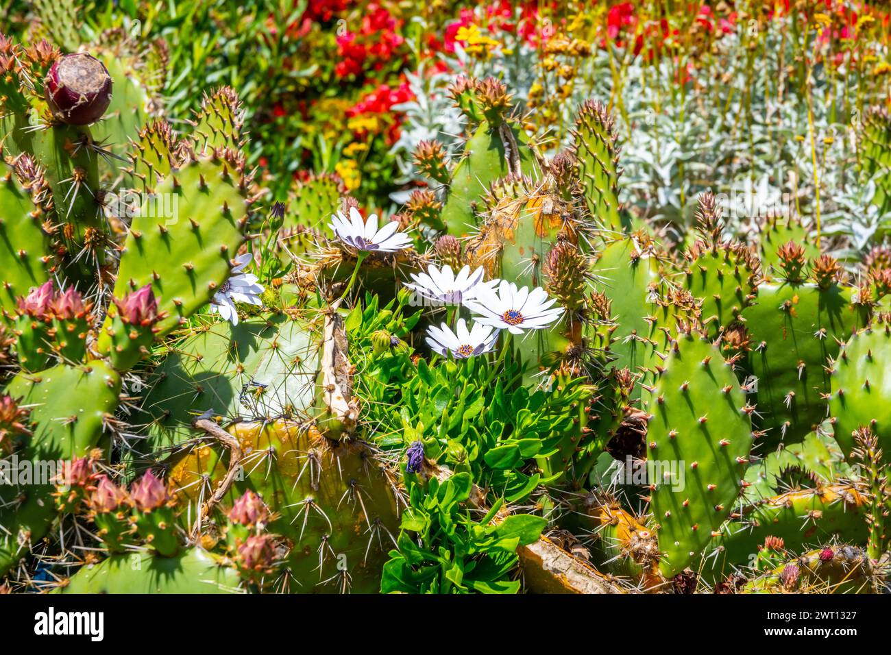 Un cactus fleuri à Laguna Beach, Californie Banque D'Images