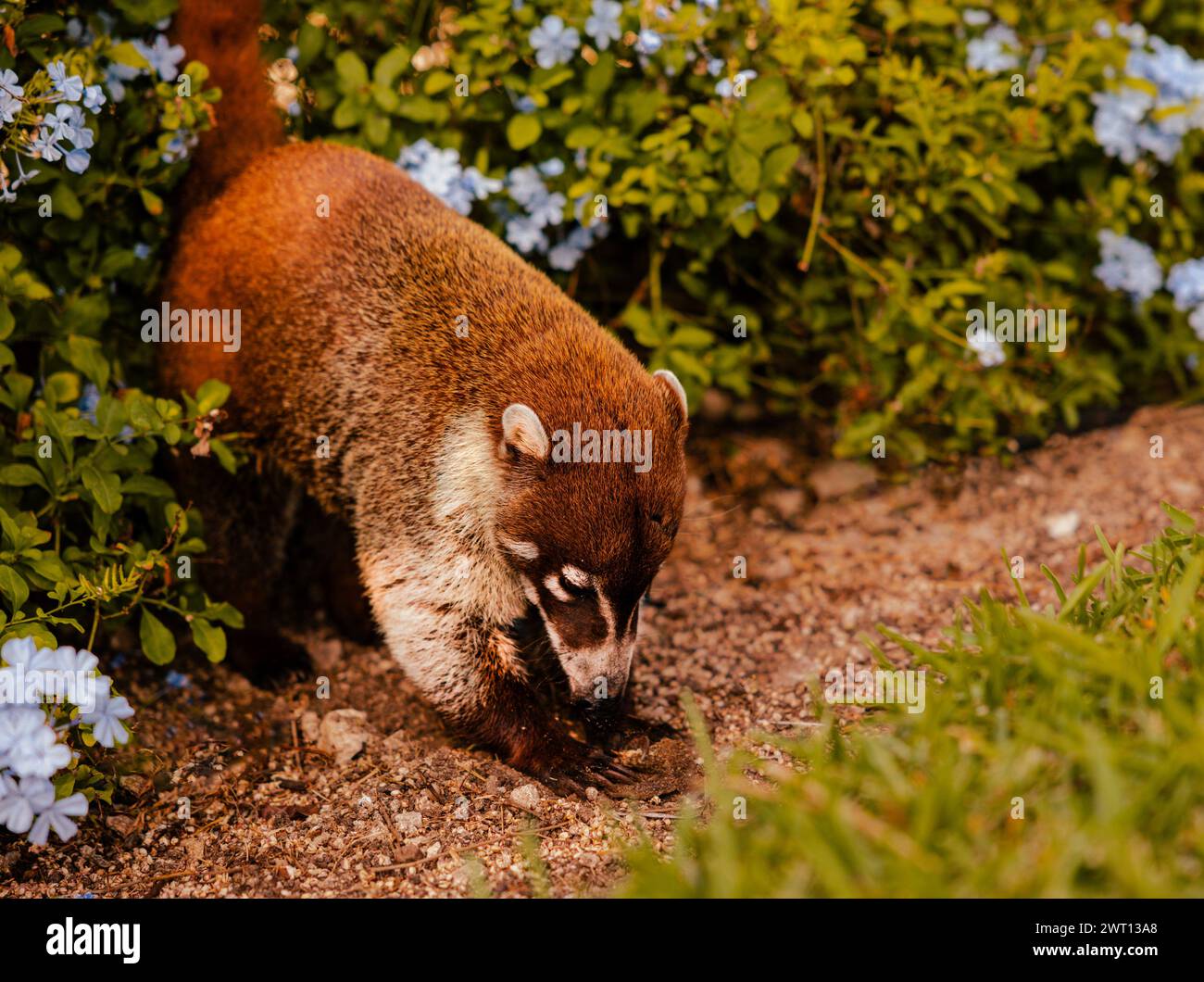 Coati Wild Life animal Digging Banque D'Images