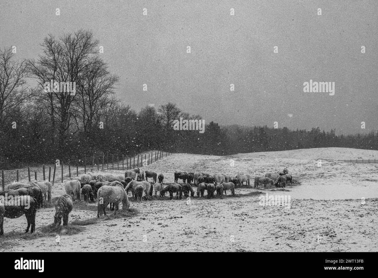 Chevaux dans la neige dans le Maine mangeant du foin Banque D'Images