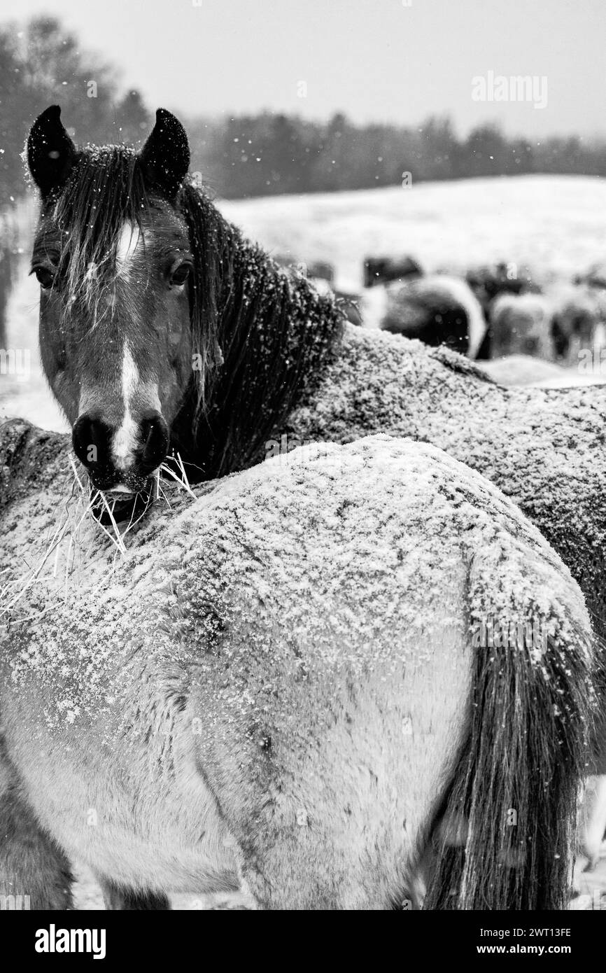 Cheval paissant dans la neige sur une ferme dans le Maine Banque D'Images