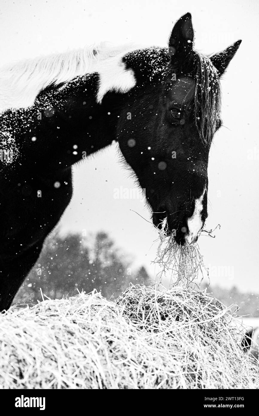 Cheval mangeant du foin dans la neige Banque D'Images
