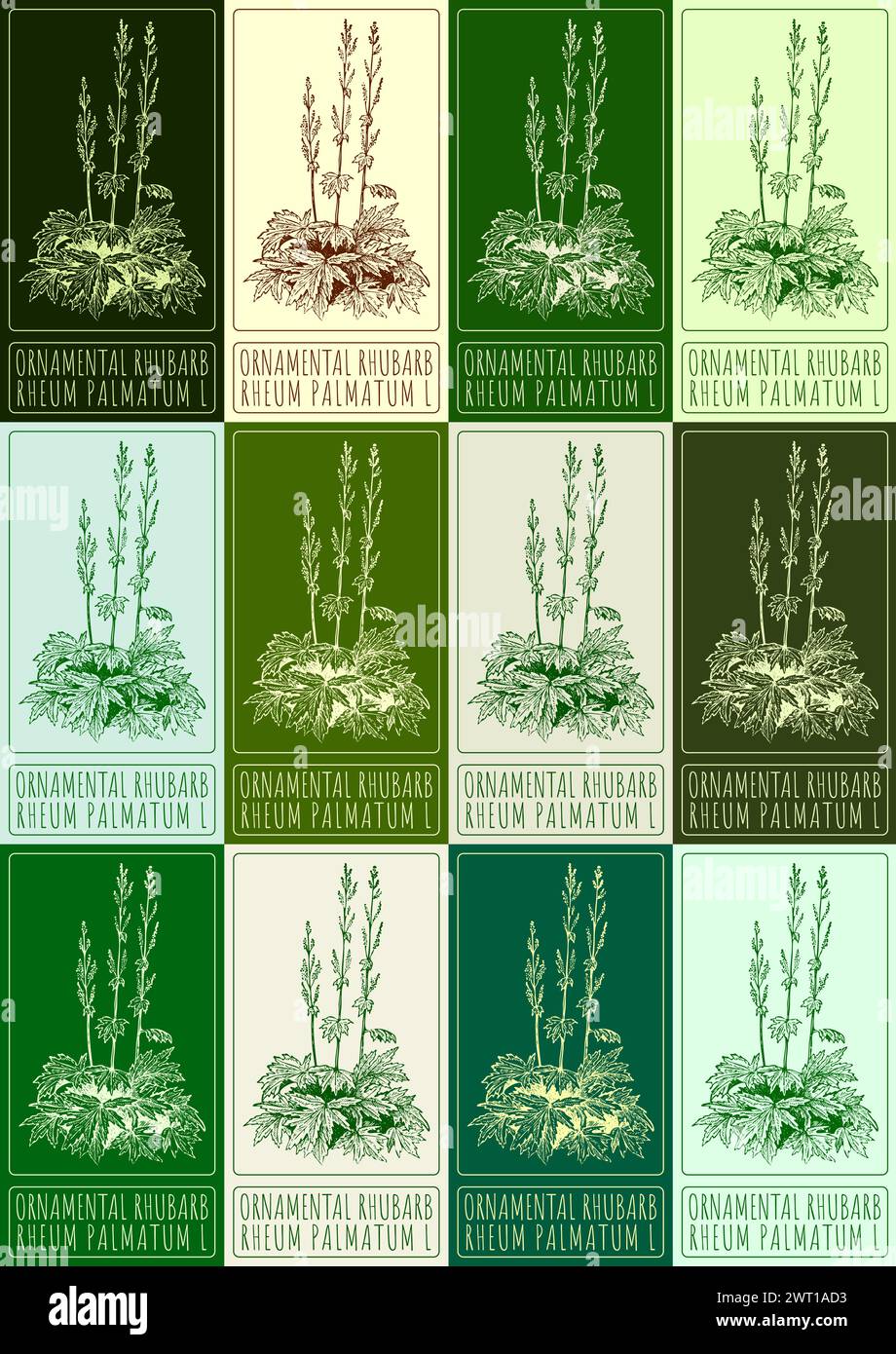 Ensemble de vecteur dessinant LA RHUBARBE ORNEMENTALE dans différentes couleurs. Illustration dessinée à la main. Le nom latin est RHEUM PALMATUM L. Illustration de Vecteur