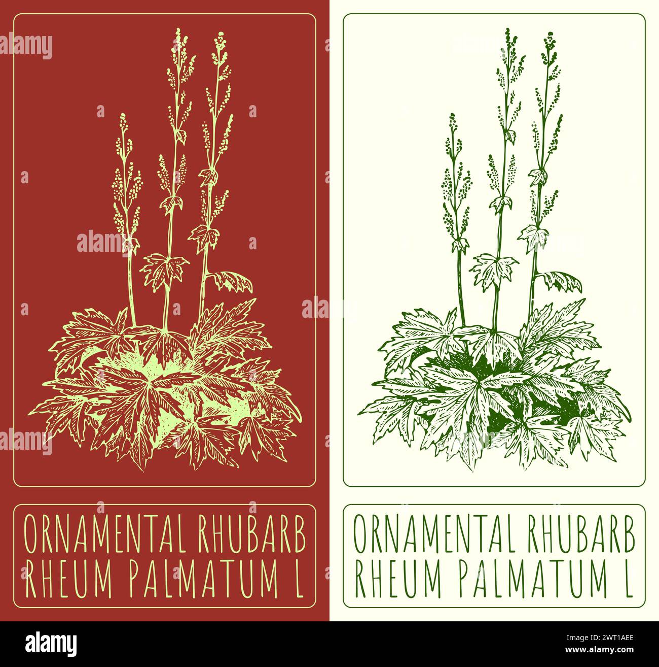 Vecteur dessinant LA RHUBARBE ORNEMENTALE. Illustration dessinée à la main. Le nom latin est RHEUM PALMATUM L. Illustration de Vecteur