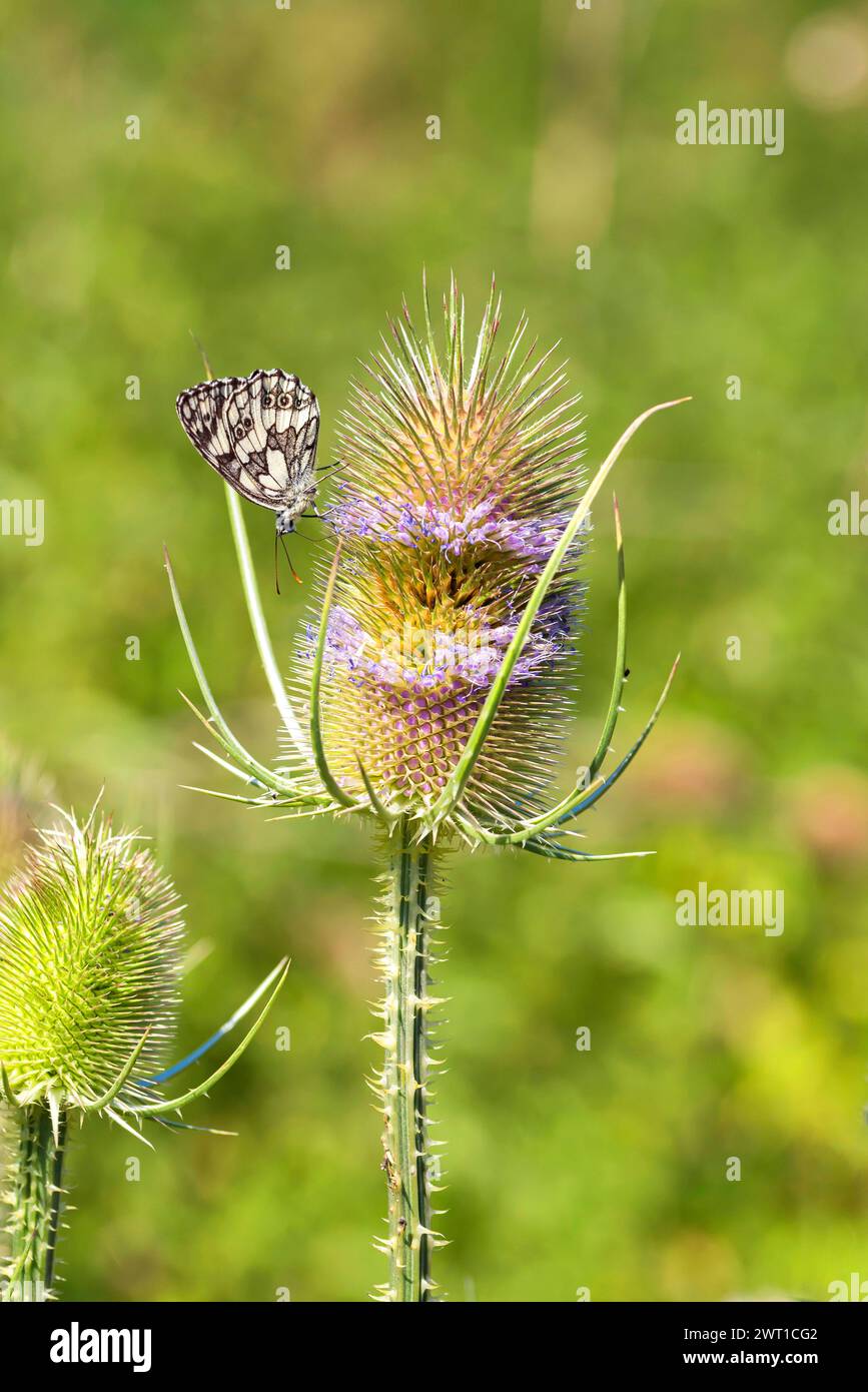 Blanc marbré (Melanargia galathea), sur thé sauvage Banque D'Images