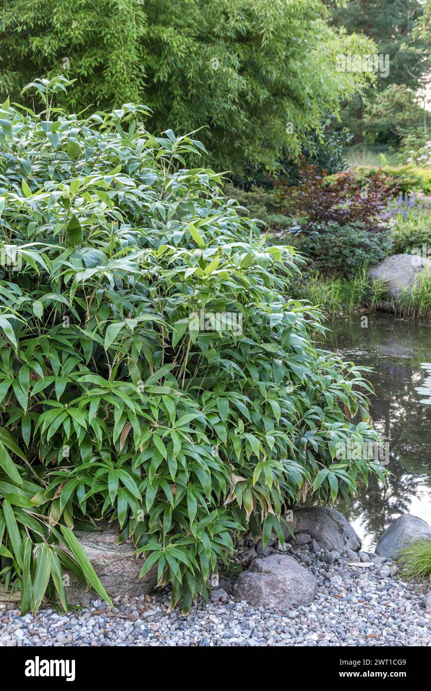 Bambou à grandes feuilles (Indocalamus tessellatus, Sasa tessellata), habit, Europe, Bundesrepublik Deutschland Banque D'Images