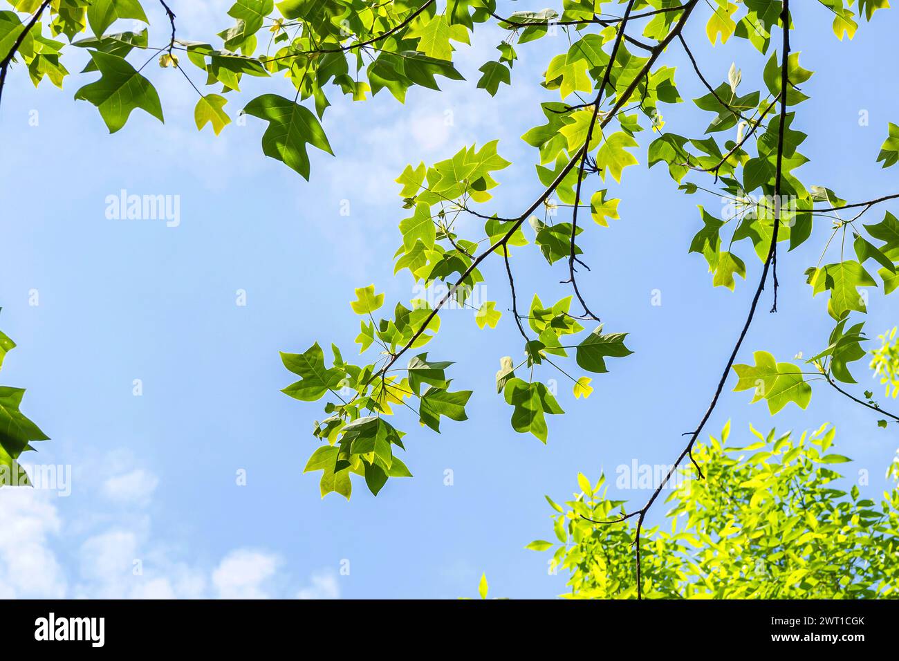 Peuplier tulipe chinois, tulipe chinois, bois blanc chinois (Liriodendron chinensis, Liriodendron chinense), branches contre un ciel bleu, Europe, Bund Banque D'Images