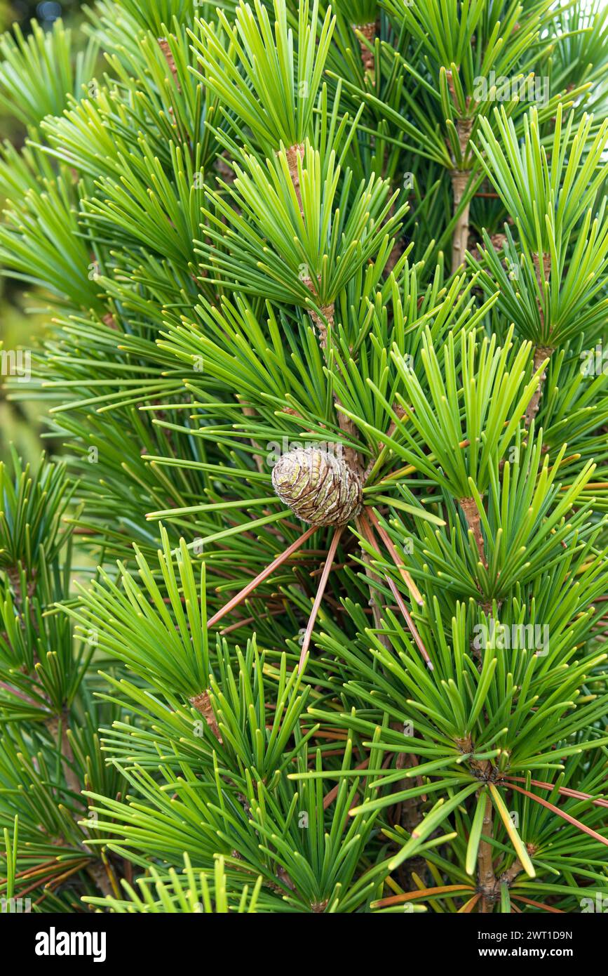 PIN parapluie (Sciadopitys verticillata 'Mecki', Sciadopitys verticillata Mecki), habitat du cultivar Mecki Banque D'Images
