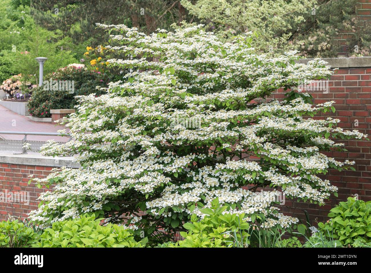 Viburnum double (Viburnum plicatum 'Watanabe', Viburnum plicatum Watanabe), floraison, cultivar Watanabe Banque D'Images