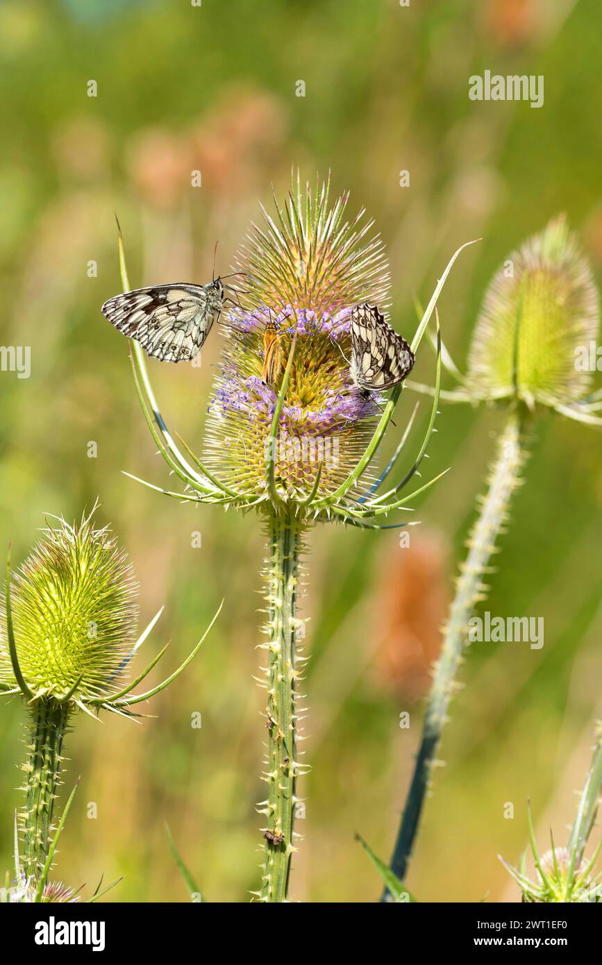 Blanc marbré (Melanargia galathea), sur teasel sauvage, Europe, Bundesrepublik Deutschland Banque D'Images