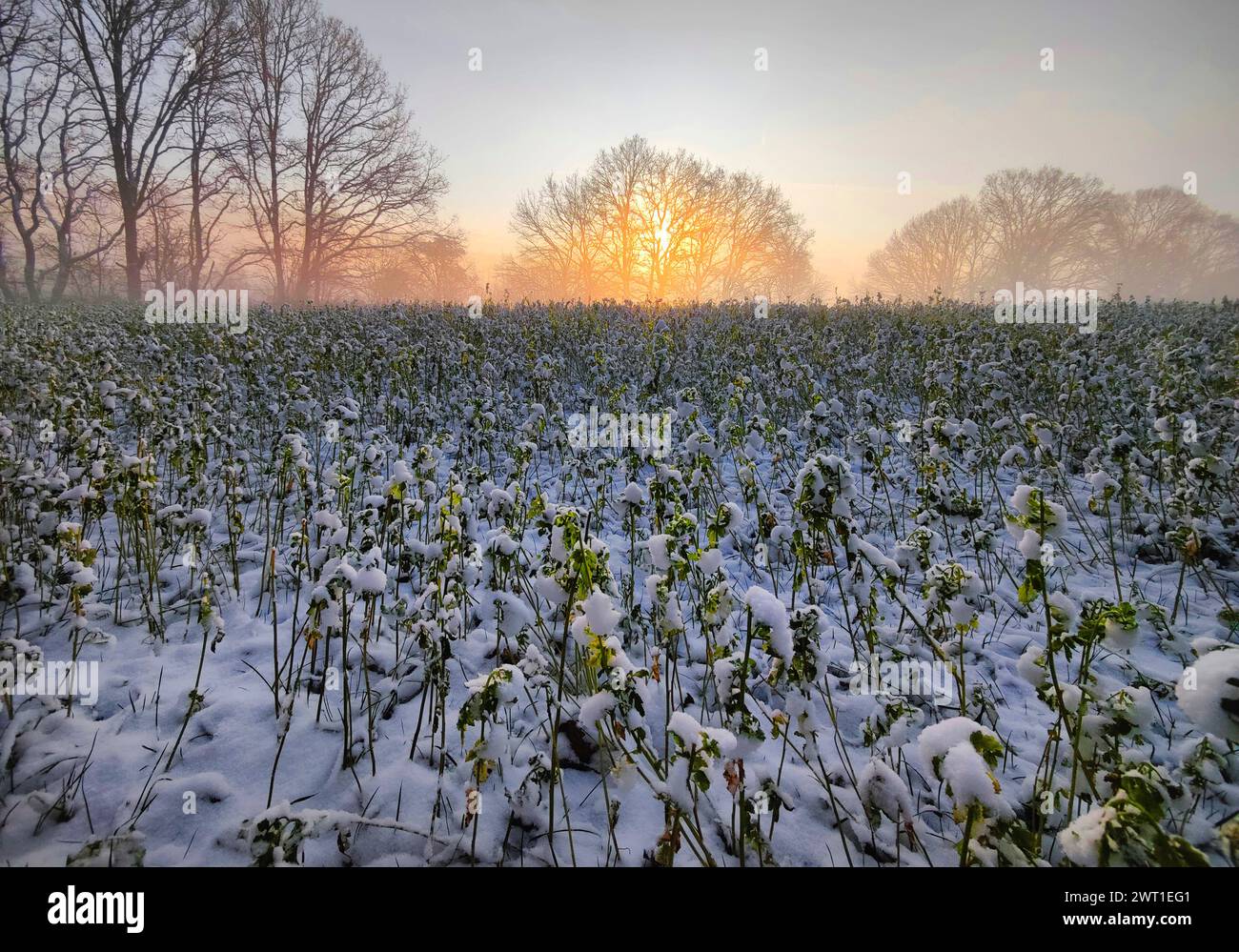 Lever de soleil atmosphérique sur un champ avec brouillard en hiver, Allemagne, Rhénanie du Nord-Westphalie, région de la Ruhr, Witten Banque D'Images