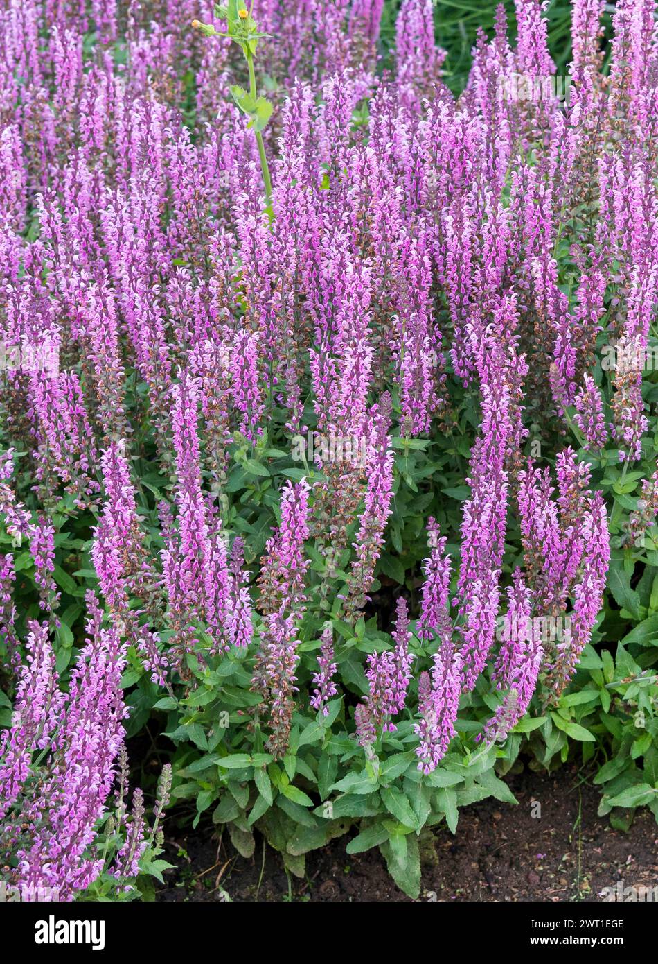 Sauge des bois, sauge des Balkans, sauge des bois (Salvia nemorosa 'Salute Pink', Salvia nemorosa Salute Pink), floraison, cultivar Salute Pink, Europe, Bundesrep Banque D'Images
