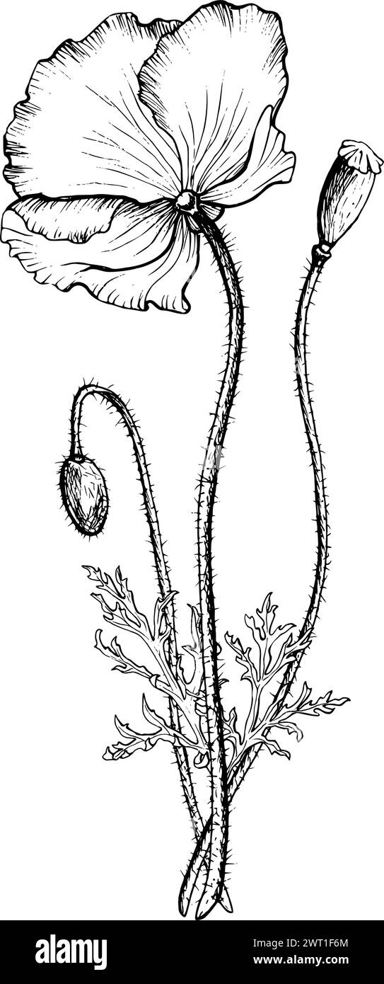 Composition de fleur de pavot avec fleur, bourgeon et boîte à graines. Illustration vectorielle botanique dessinée à la main dans un style de contour. Illustration de Vecteur