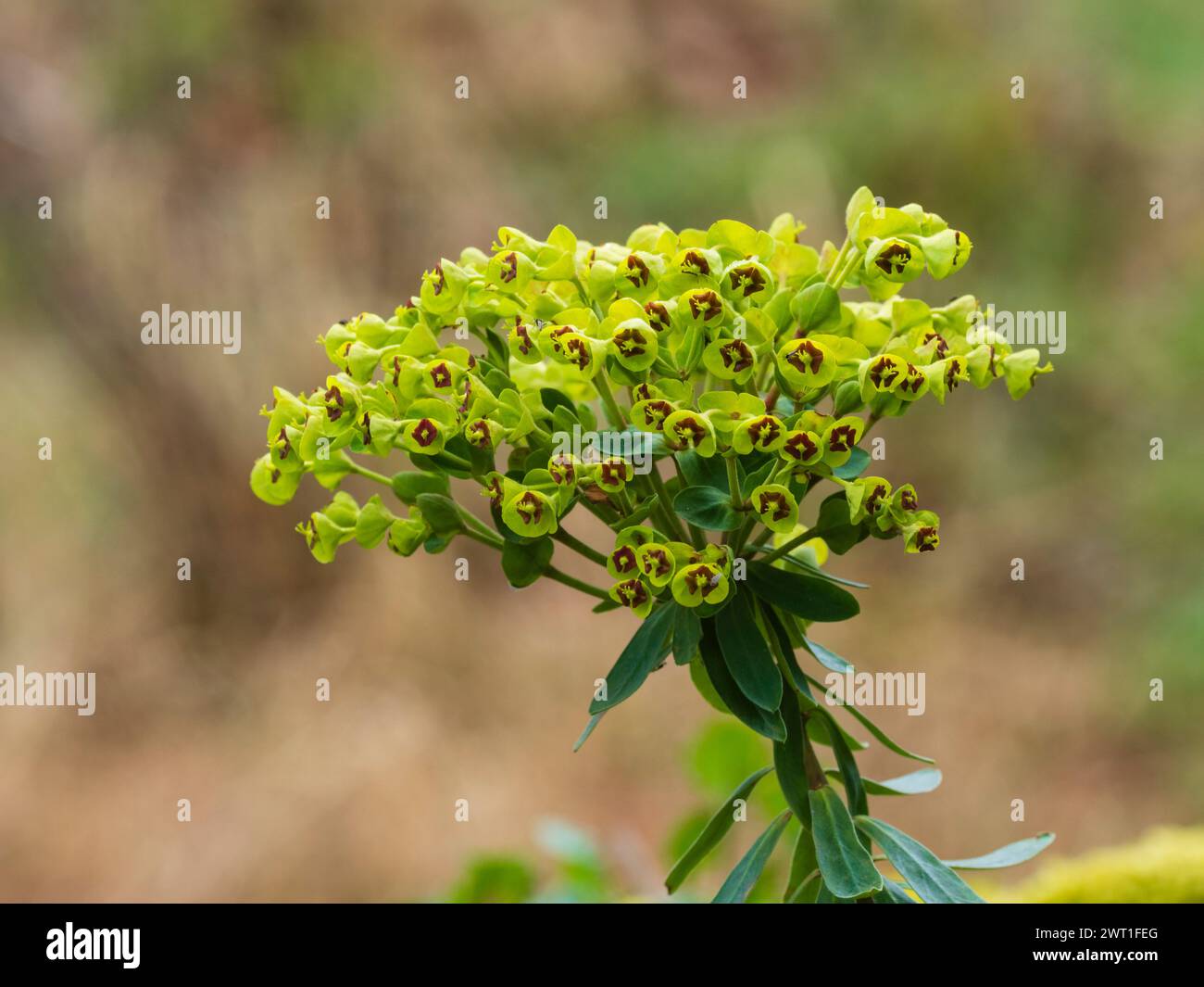 Tête de fleur de l'hybride Martin's Spurge, Euphorbia x martinii, fleurissant au début du printemps Banque D'Images