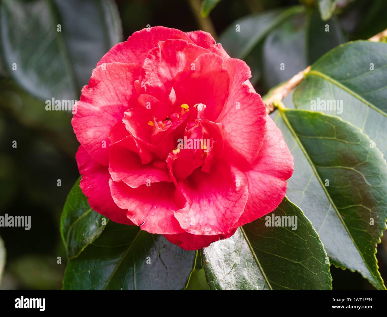 Fleur de la fin de l'hiver au début du printemps de l'arbuste persistant rustique Camellia japonica 'elegans' Banque D'Images