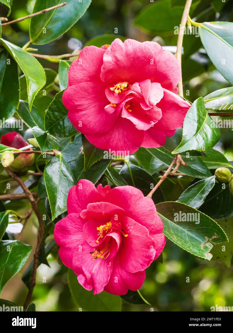De la fin de l'hiver au début du printemps, les fleurs de l'arbuste persistant rustique Camellia japonica 'elegans' Banque D'Images