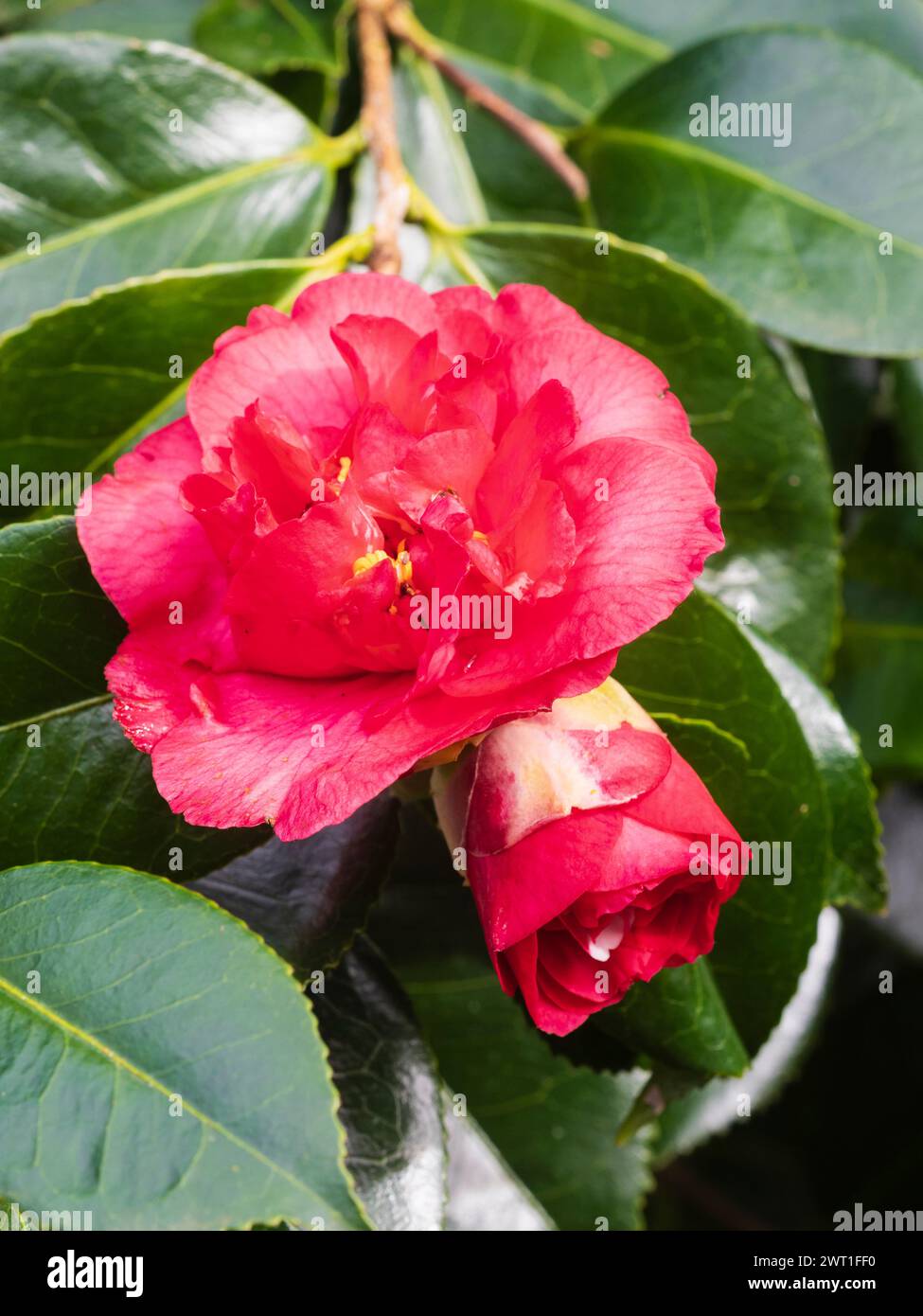 Fleur de la fin de l'hiver au début du printemps de l'arbuste persistant rustique Camellia japonica 'elegans' Banque D'Images