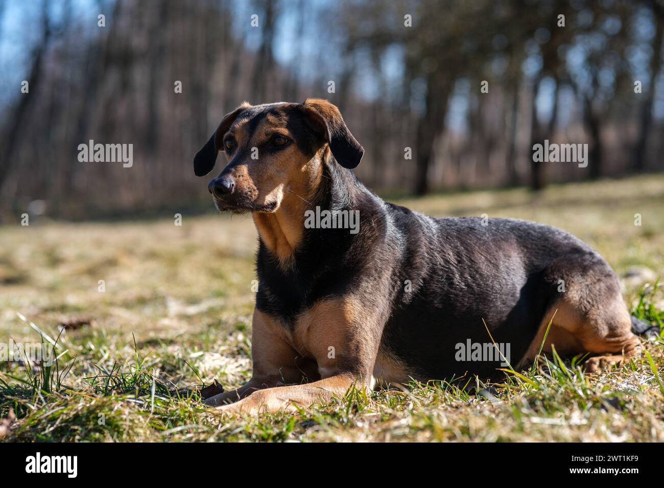 Sous le ciel Azur, ce chien trouve du réconfort dans le simple plaisir de se prélasser au soleil, une image de pure détente et de bonheur Banque D'Images