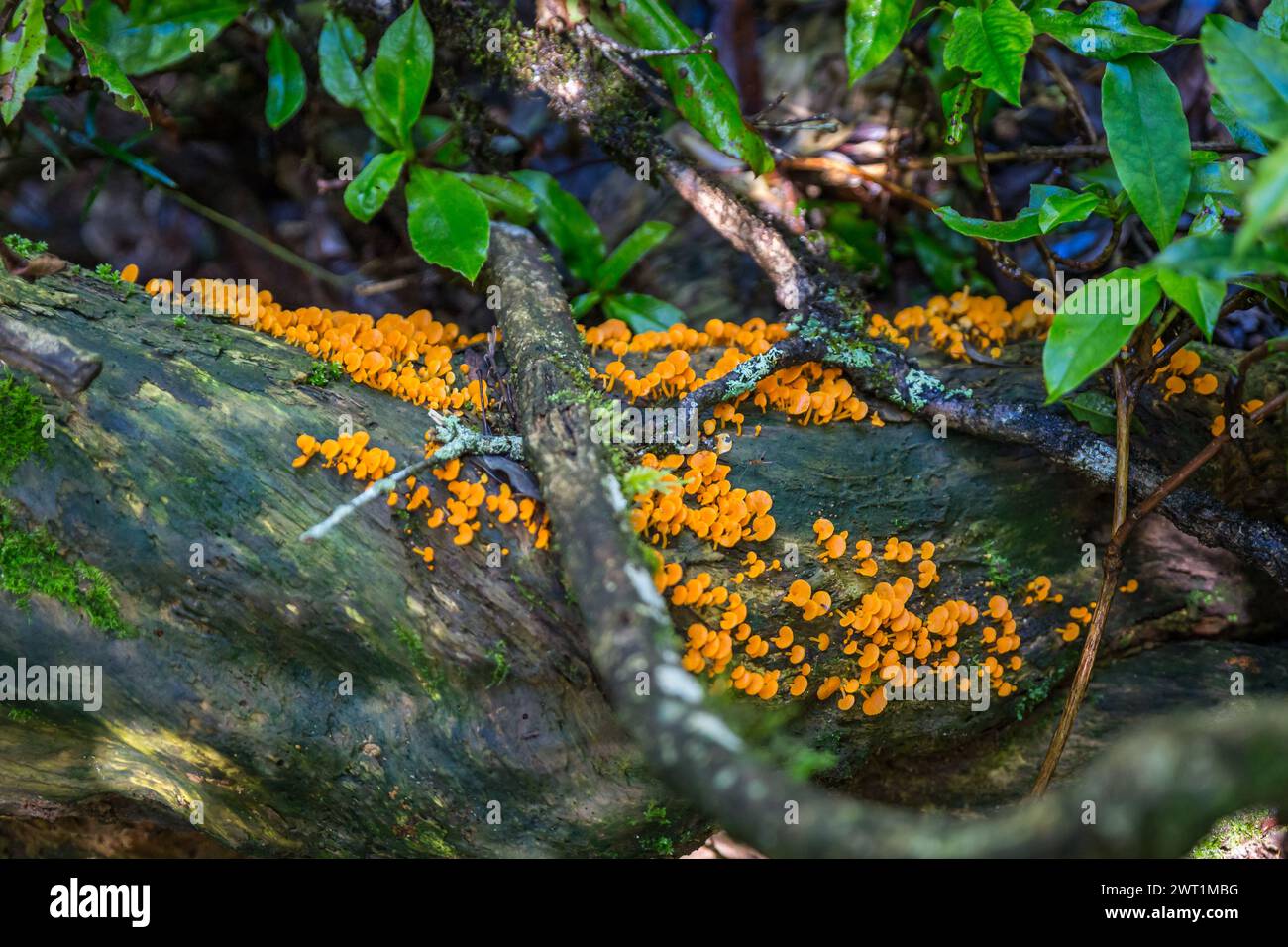 Champignons orange sur le tronc d'arbre pourri, Queensland, Australie. Banque D'Images