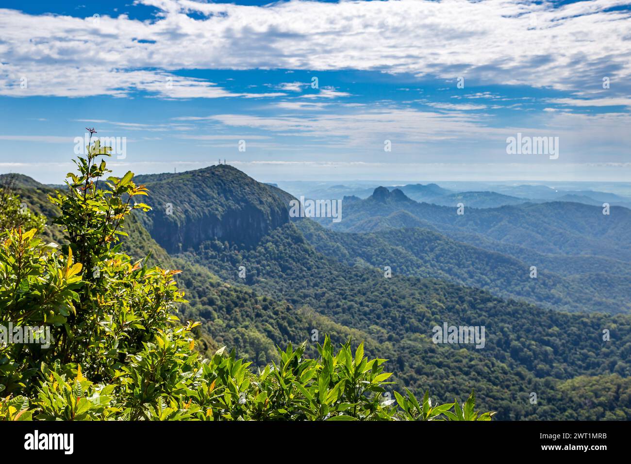 Vue sur la forêt tropicale depuis Best of All Lookout dans le parc national de Springbrook, Nouvelle-Galles du Sud, Australie. Banque D'Images