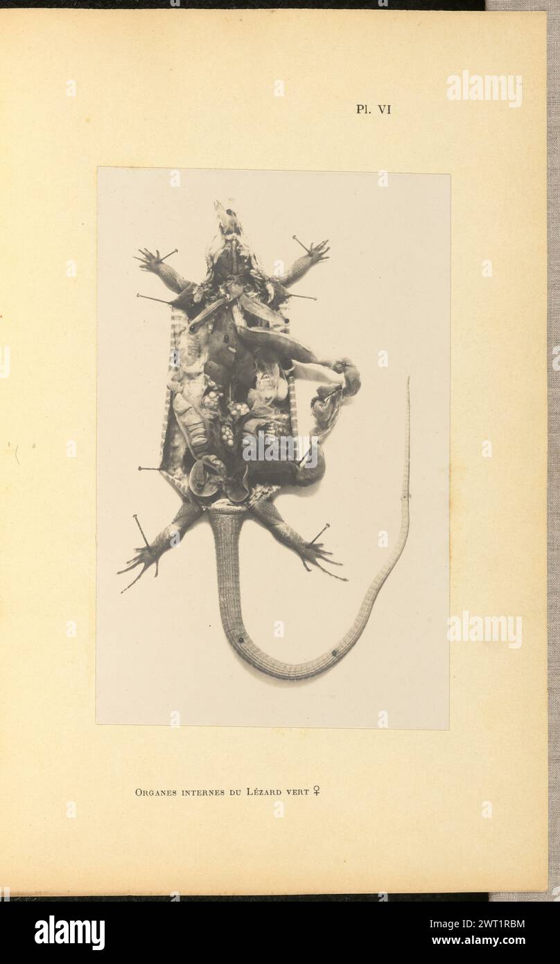 Organes internes du Lézard vert femelle. A.-L. Donnadieu, photographe (français, 1840 - 1911) vers 1901 photographie d'un lézard disséqué avec sa cavité abdominale tournée vers le haut, montrant ses organes internes. Les membres du lézard sont maintenus par des épingles. (Recto, monture) en haut à droite, imprimé à l'encre noire : 'PL. VI' ; partie inférieure centrale, imprimée à l'encre noire : 'ORGANES internes DU LÉZARD vert ♀'; Banque D'Images