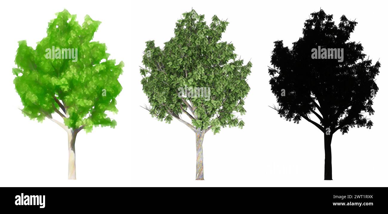 Ensemble ou collection d'arbres de gomme de Mindanao, peints, naturels et comme une silhouette noire sur fond blanc. Concept ou illustration conceptuelle 3D pour nat Banque D'Images