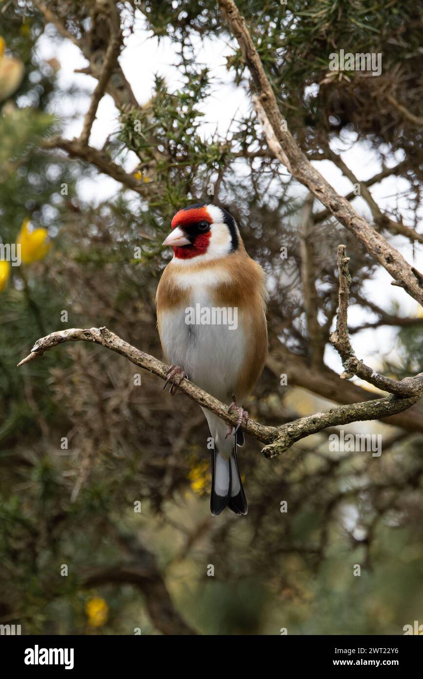 Orgueil européen (Carduelis carduelis) perché dans le Suffolk de Common Gorse (Ulex europaeus) mars 2024 Banque D'Images