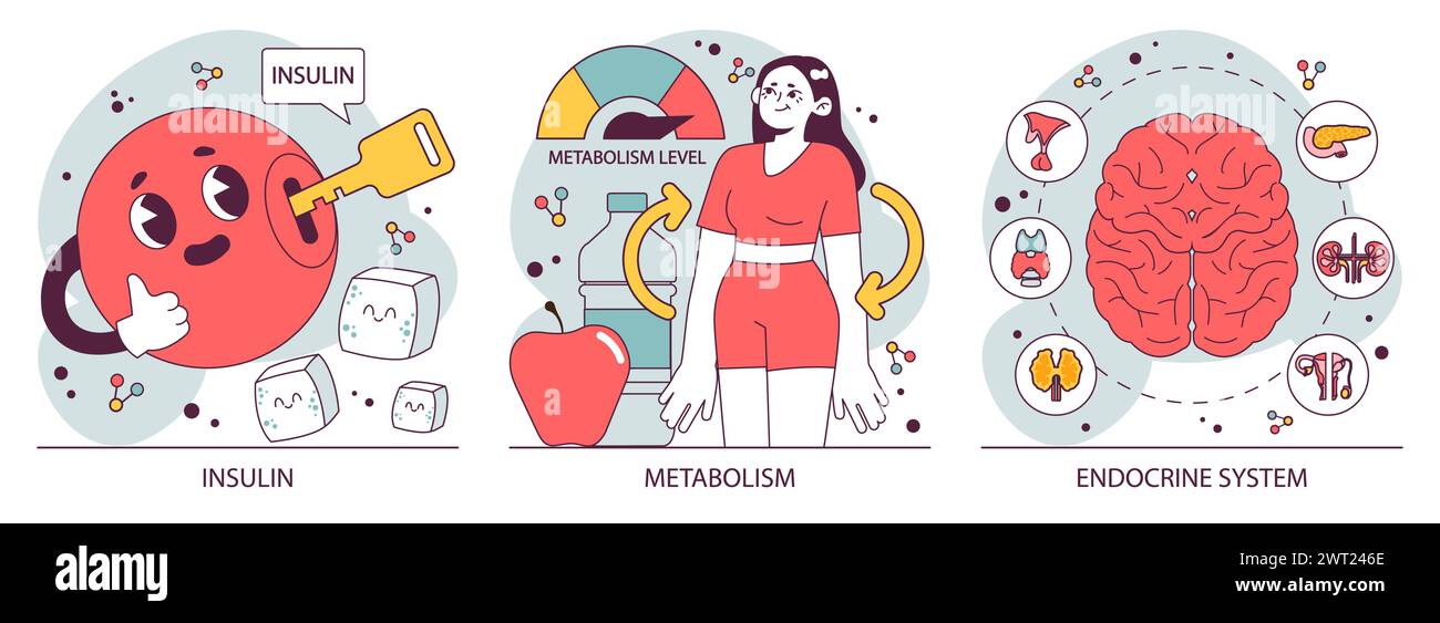 Organes du système endocrinien et ensemble pathologique. Le fonctionnement des glandes humaines. Hypophyse, surrénale et thyroïde. Sécrétion d'hormones humaines et. équilibre. Régulation du métabolisme. Illustration vectorielle plate Illustration de Vecteur