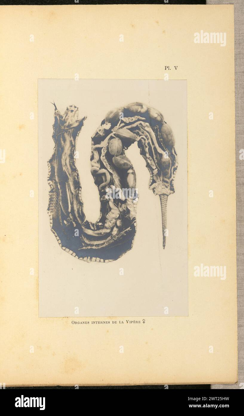 Organes internes de la Vipère femelle. A.-L. Donnadieu, photographe (français, 1840 - 1911) vers 1901 photographie d'un serpent disséqué avec sa cavité abdominale tournée vers le haut, montrant ses organes internes. (Recto, monture) en haut à droite, imprimé à l'encre noire : 'PL. V' ; partie inférieure centrale, imprimée à l'encre noire : 'ORGANES internes DE LA VIPÈRE ♀'; Banque D'Images