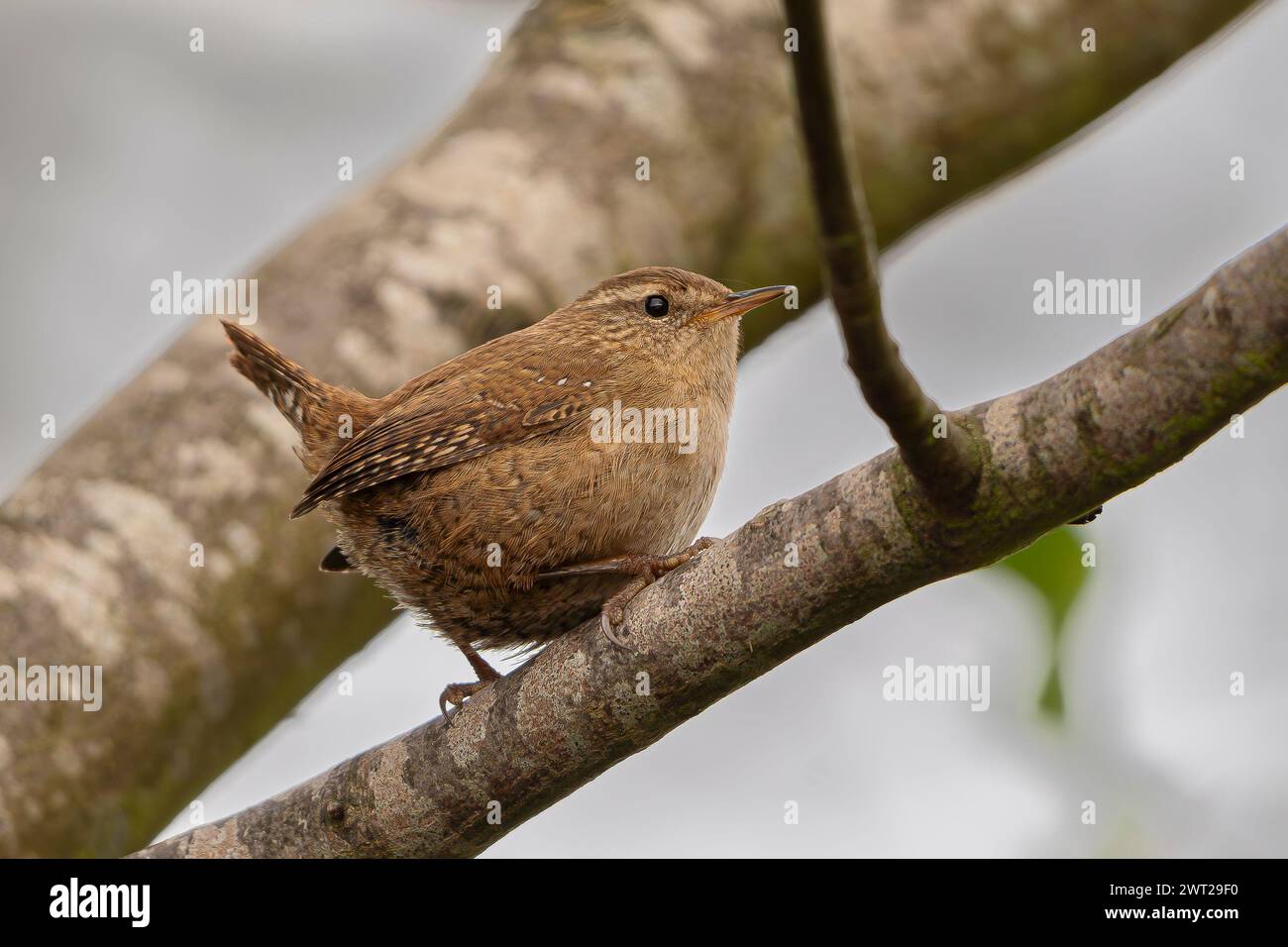 Vue de côté d'un oiseau sauvage britannique (Troglodytes troglodytes) isolé dans un cadre naturel perché sur une branche d'arbre. Banque D'Images
