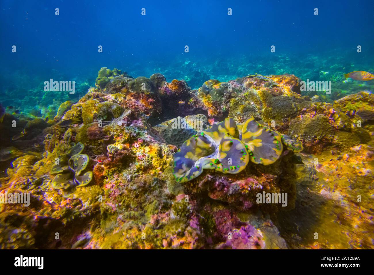 De nombreuses palourdes tridacna colorées brunes et des oursins de mer sur le récif corallien sous-marin du monde exotique tropical Banque D'Images