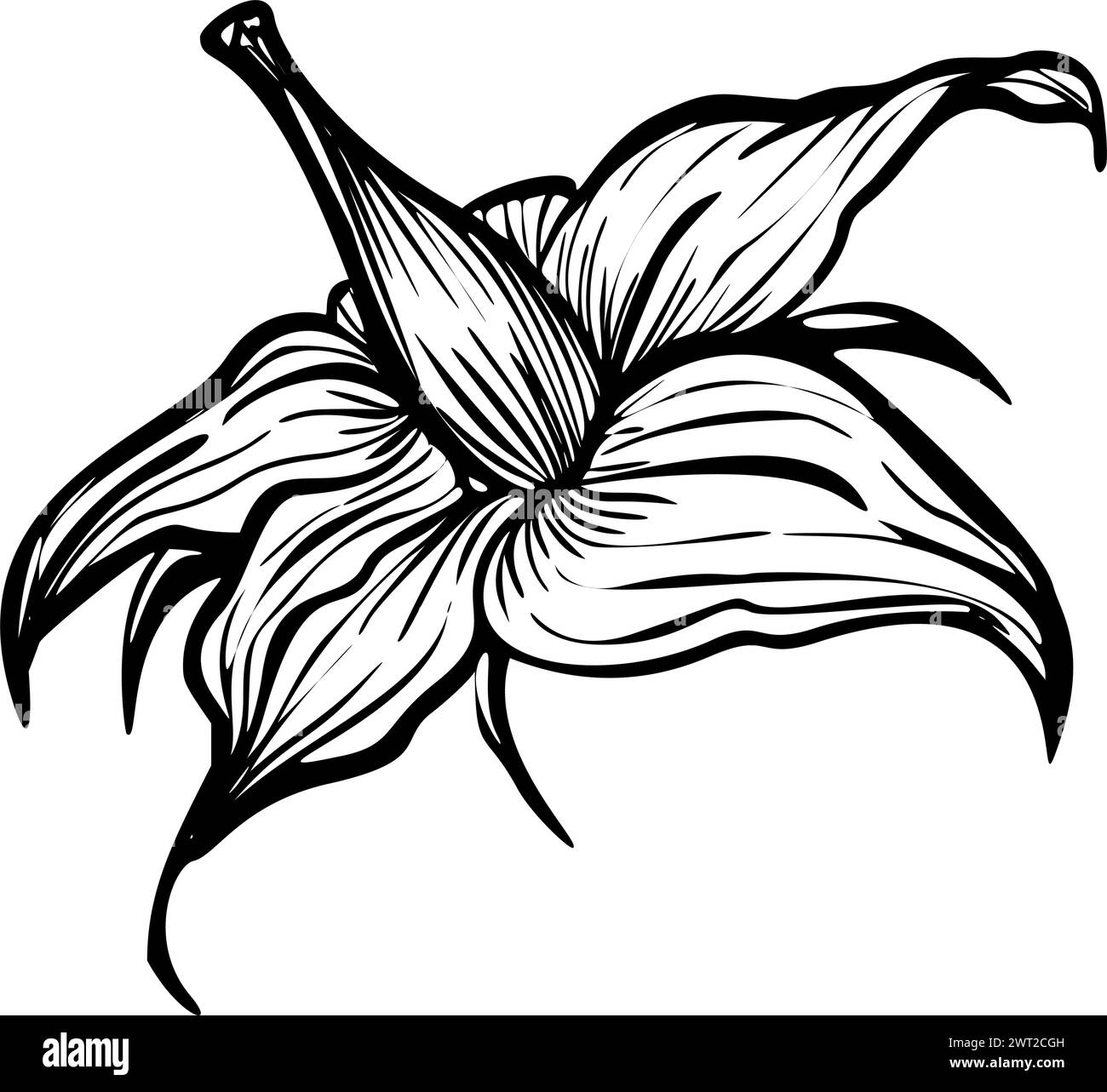 Illustration vectorielle de fleur de tomate. Plante dans le style d'art au trait. Croquis du lycopersicum solanum en noir et blanc. Gravure d'herbe fleurie peinte par des encres. Gravure botanique monochrome. Illustration de Vecteur