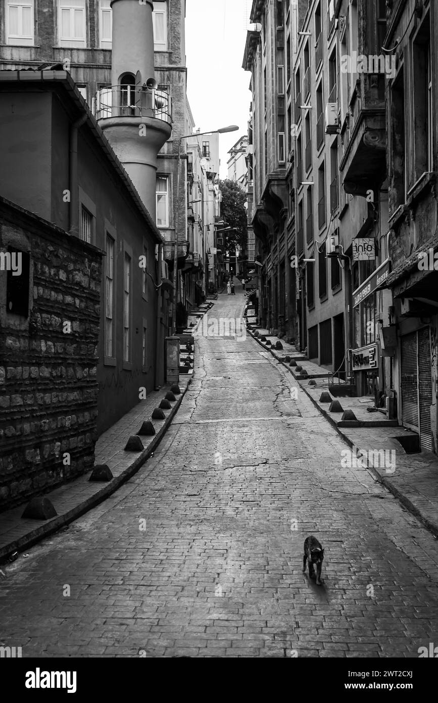 Un chat errant marche le long d'une rue dans le centre d'Istanbul Banque D'Images